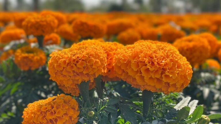 Informa SeCampo Edomex tiene listas 2 mil hectáreas de flor para Día de Muertos