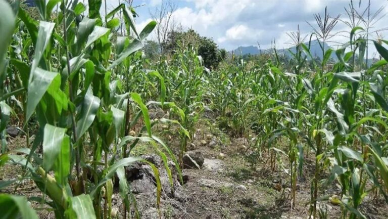 Mantienen precio por tonelada de maíz en el Edomex: Icamex