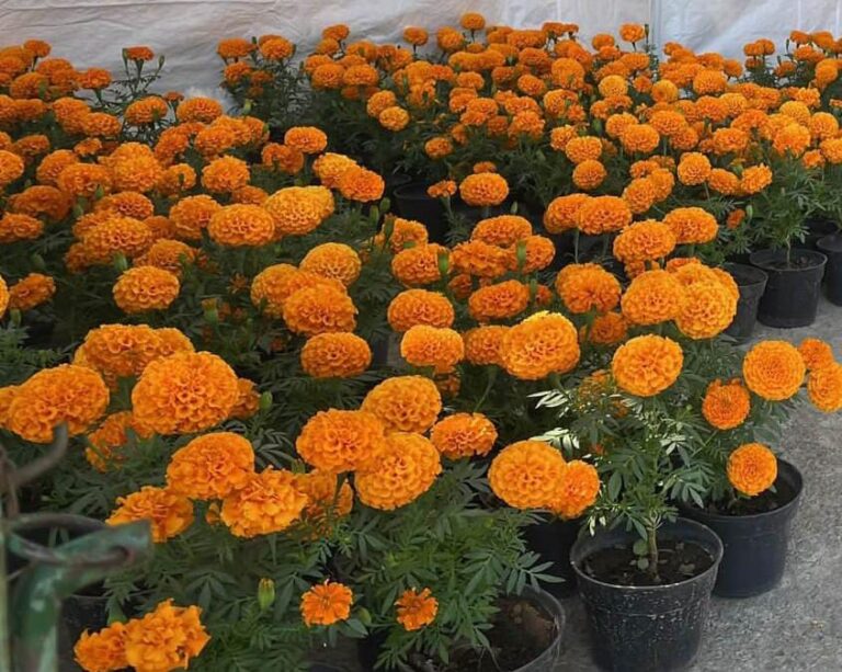 Productores de cempasúchil se preparan para la temporada de Día de Muertos